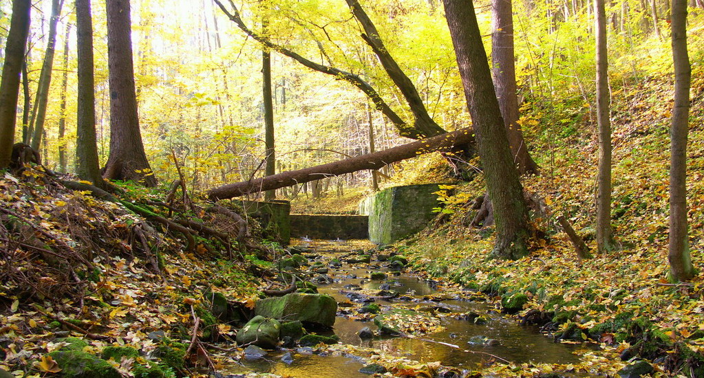blog-image